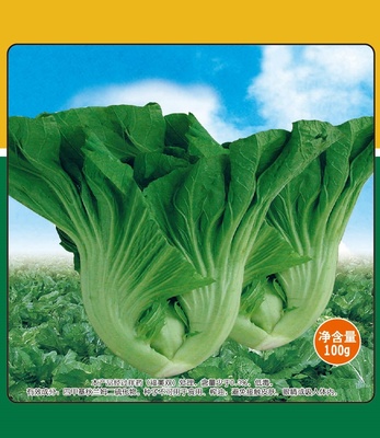 泰豐18號包心芥