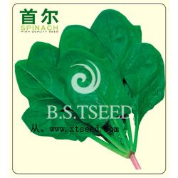 首爾