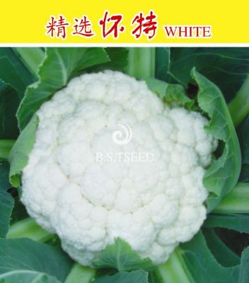 精選懷特