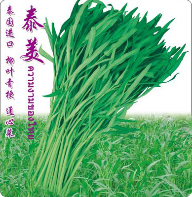 泰美通心菜