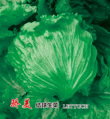 嬌美結(jié)球生菜