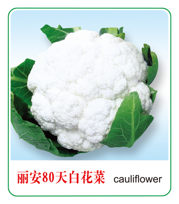 麗安80天