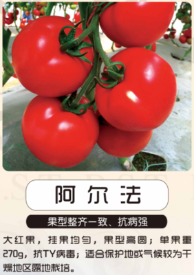 阿爾法